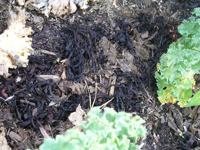 algues au jardin