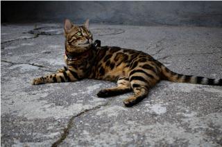 bengal-origine bengal-origine
