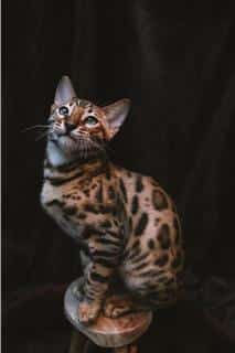 bengal-taille-poids bengal-taille-poids