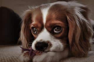 cavalier-king-charles-origines cavalier king charles origines