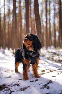 cavalier-king-charles-taille-poids cavalier King Charles taille, poids