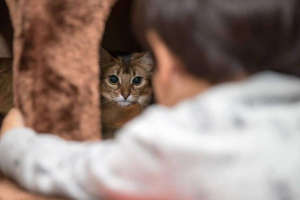 chat avec un bebe enfant