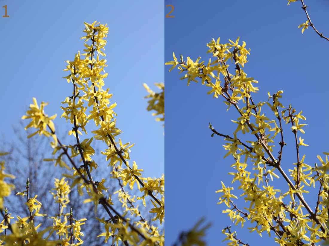 comment-tailler-arbuste-a-fleurs comment-tailler-arbuste-a-fleurs