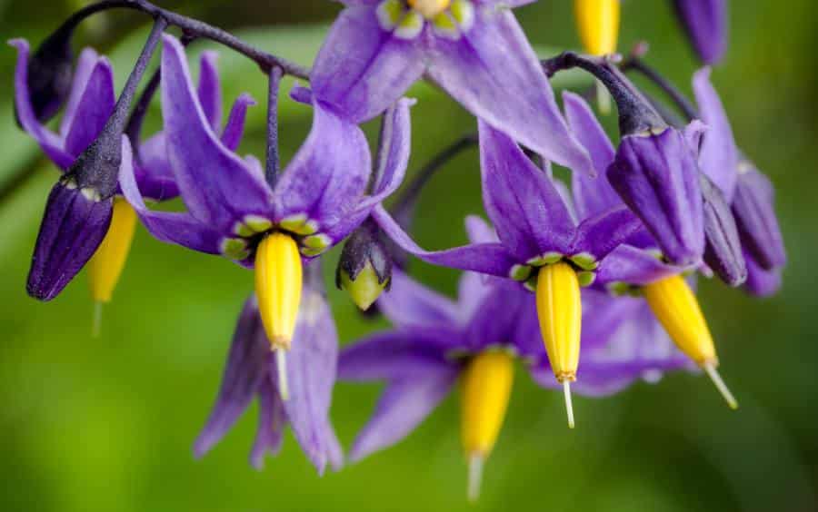 Morelle douce-amère Solanum dulcamara Morelle douce-amère Solanum dulcamara aux baies rouges toxiques