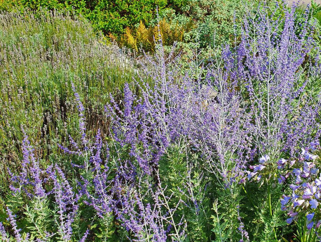plante-bleu-sol-jardin-sec