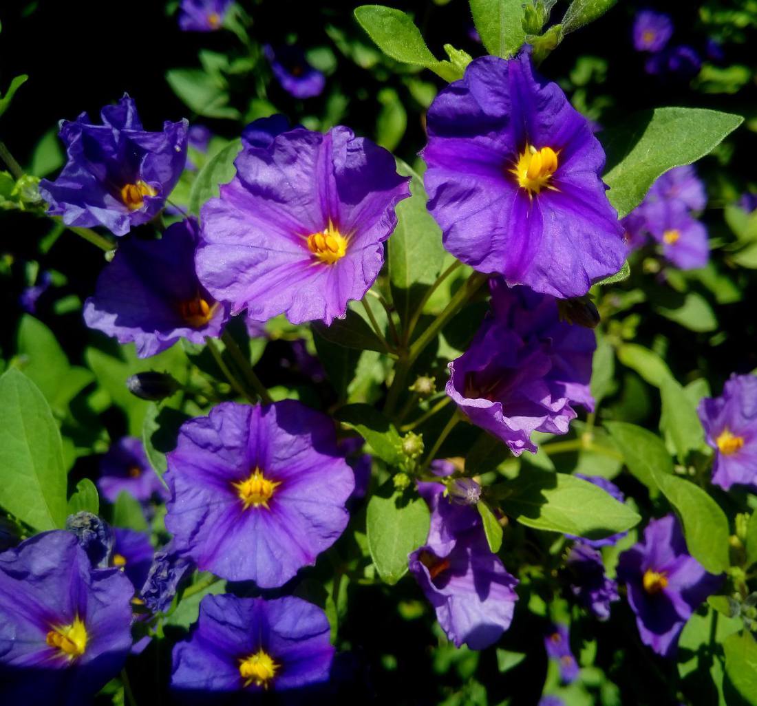 Solanum rantonnetii Solanacées Solanum rantonnetii à fleurs bleu violet
