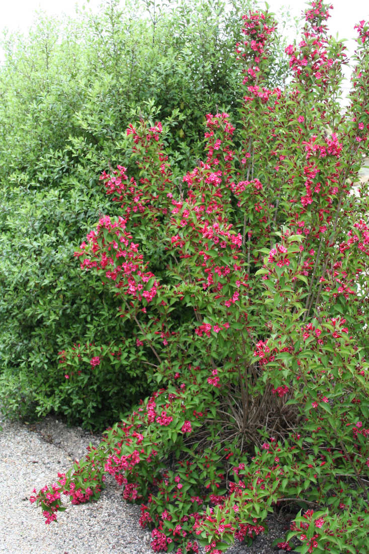 tailler-arbuste-a-fleurs tailler arbuste a fleurs