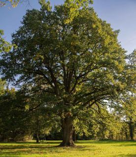 Chene-pedoncule-Quercus-robur Chêne pédonculé - Quercus robur