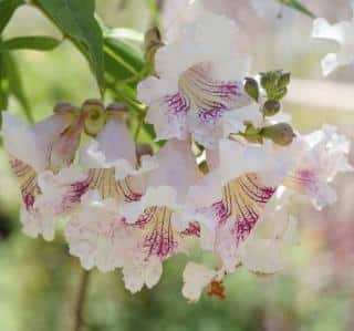 Chitalpa-arbre-a-fleurs Chitalpa tashkentensis, arbre à fleurs