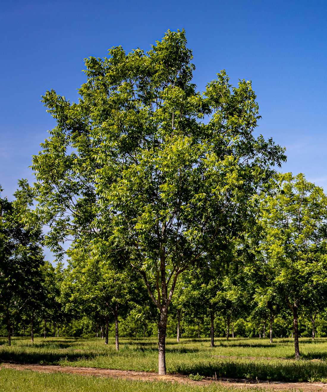 Plantation-arbre-noix-de-pecan-pacanier Plantation arbre noix de pécan - pacanier