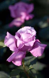 Rose-Charles-de-Gaulle Rosier ‘Charles de Gaulle’