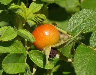 Rosier-rugueux-Cynorhodon Rosier rugueux - Cynorhodon