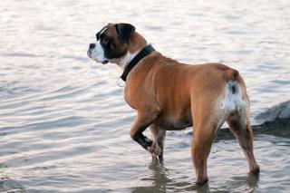 baignade-chien-ete-dangers Laisser se baigner son chien l'été, les dangers