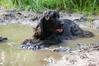 baignade-chien-ete-precautions Laisser son chien se baigner l'été, les précautions