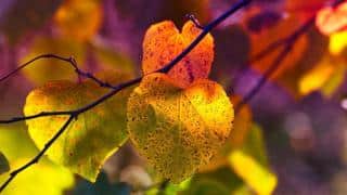 baisse-du-pH-pendant-les-saisons-froides-hiver baisse-du-pH-pendant-les-saisons-froides-hiver