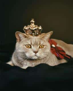 british-shorthair-origine british shorthair origine