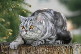 british-shorthair-taille-poids british shorthair, taille, poids