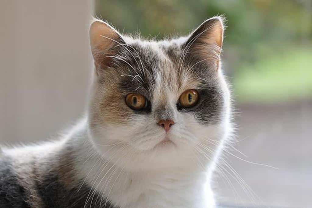 l'exotic shorthair