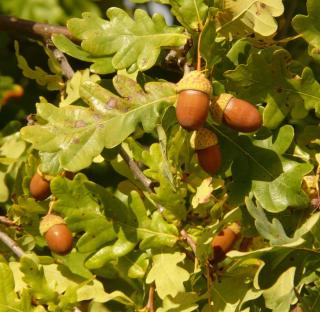 maladie-Quercus-robur-chene-pedoncule-tache-feuilles Maladies Quercus robur - chêne pédonculé