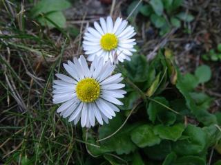 plantes-qui-indiquent-une-baisse-de-pH plantes-qui-indiquent-une-baisse-de-pH