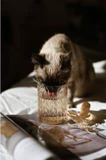 polykystose-renale-chat-symptomes polykystose-renale-chat-symptomes