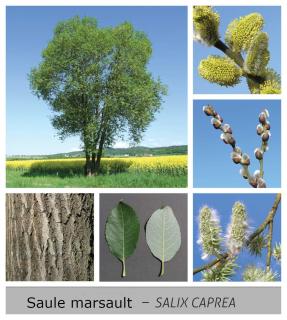 saule-marsault-salix-caprea saule marsault - salix caprea