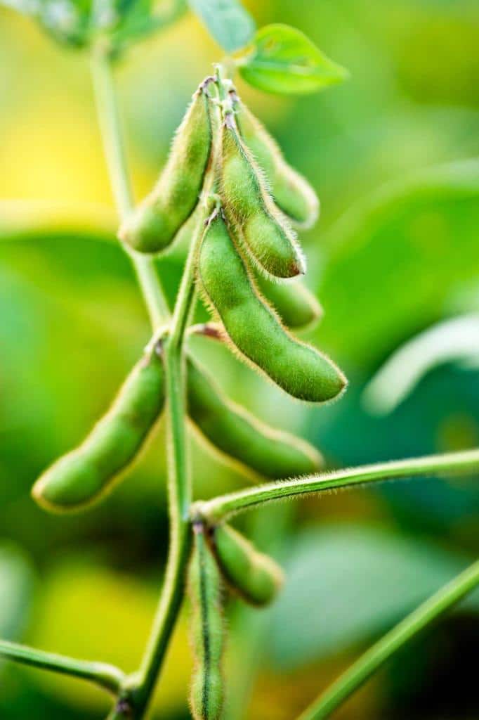 soja plante culture