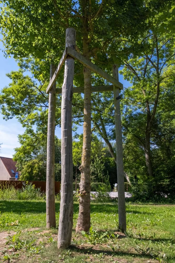 Système de tuteurage tripode pour jeune arbre