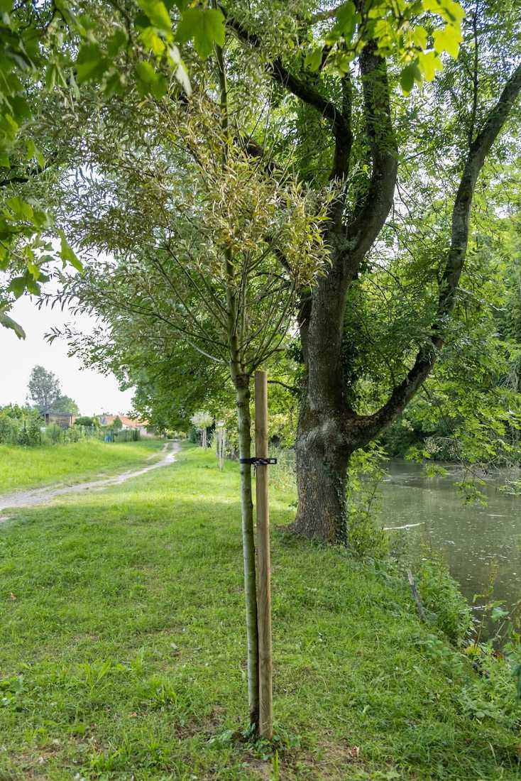 Jeune arbre solidement attaché à son tuteur