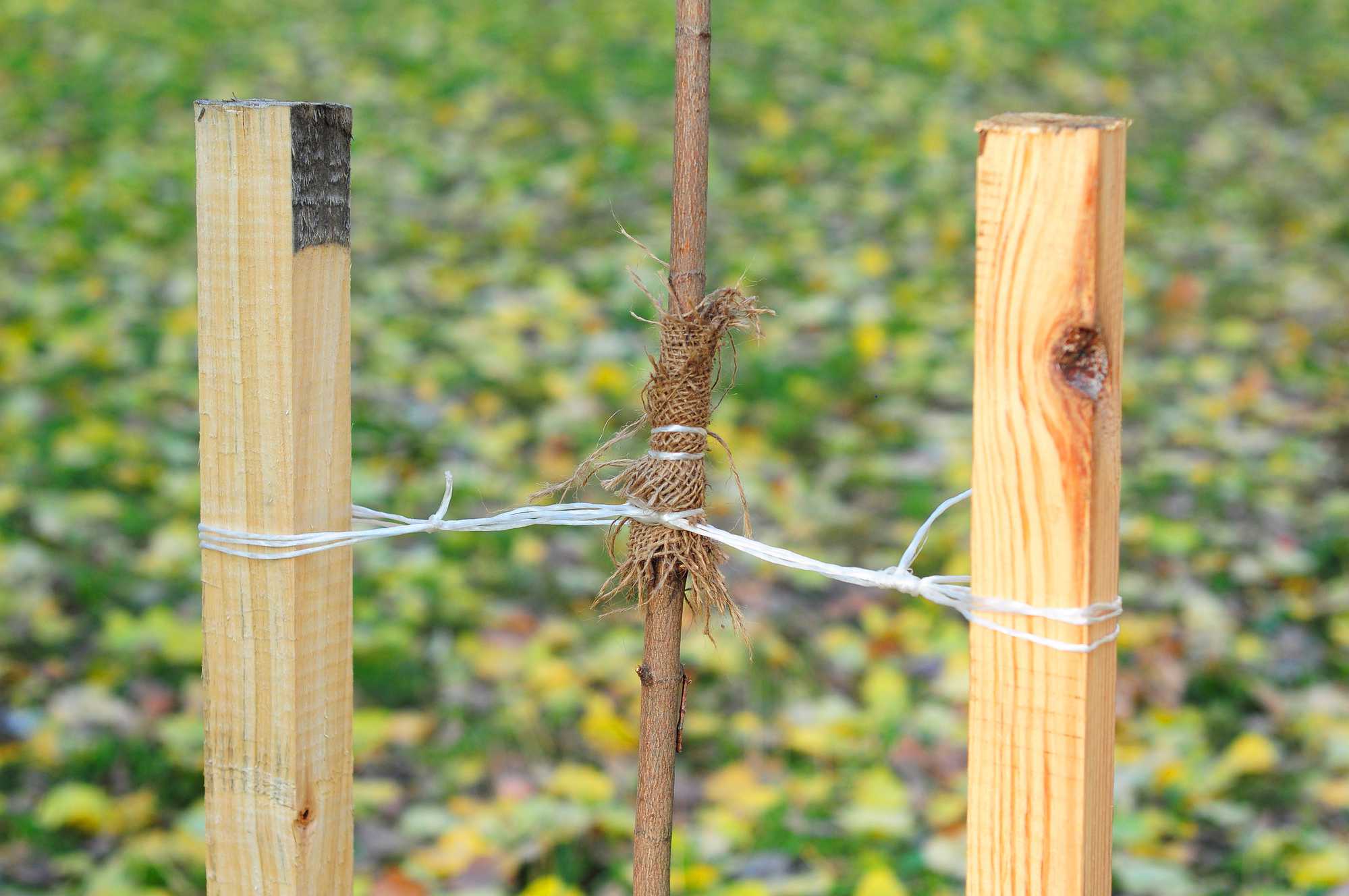 Double tuteurage pour arbre avec barre transversale
