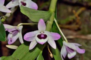 Dendrobium-nobile Dendrobium nobile, orchidée bambou