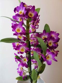 Dendrobium-orchidee-bambou Dendrobium - orchidée bambou