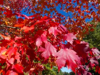 Entretien-Culture-Erable-rouge-Acer-rubrum Entretien Culture Erable rouge - Acer rubrum