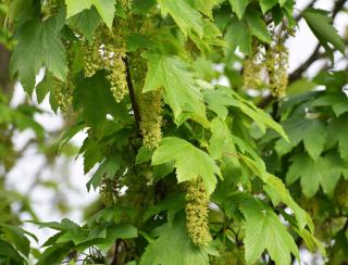 Entretien-Erable-sycomore-Acer-pseudoplatanus Entretien Erable sycomore - Acer pseudoplatanus