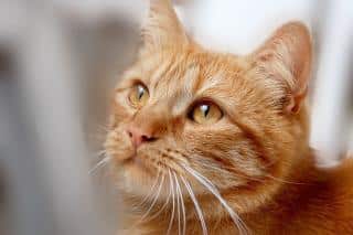 Leucose-feline-traitement leucose féline traitement
