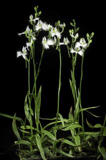 Orchidee-colombe-Habenaria-radiata-1 Orchidée colombe - Habenaria radiata