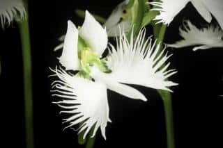 Orchidee-colombe-Habenaria-radiata-2 Orchidée colombe - Habenaria radiata