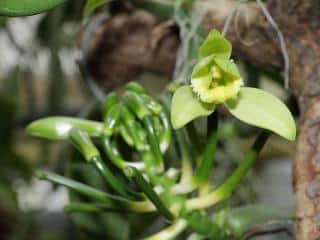 Orchidee-vanille Orchidée vanille