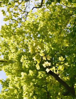 Plantation-Erable-sycomore-Acer-pseudoplatanus Plantation Erable sycomore - Acer pseudoplatanus