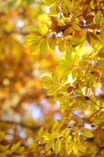 Zelkova-du-Japon-Zelkova-serrata-automne Zelkova du Japon - Zelkova serrata automne