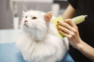 angora-turc-entretien angora turc entretien