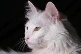 angora-turc-origine angora-turc-origine
