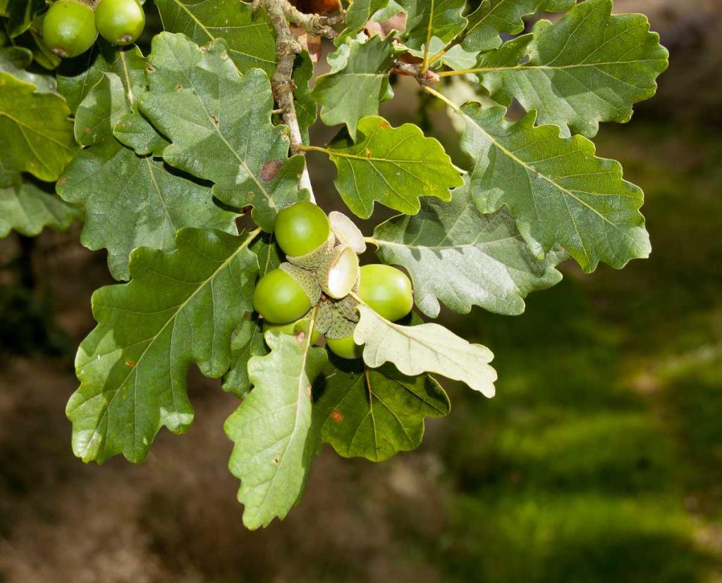 chene-sessile-chene-rouvre