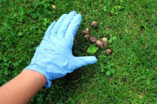 chien-qui-mange-des-crottes-solutions chien qui mange des crottes