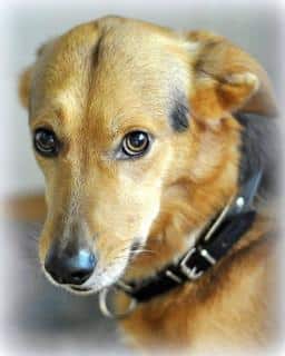 chien-qui-mange-ses-crottes-raisons chien qui mange des crottes, les raisons possibles