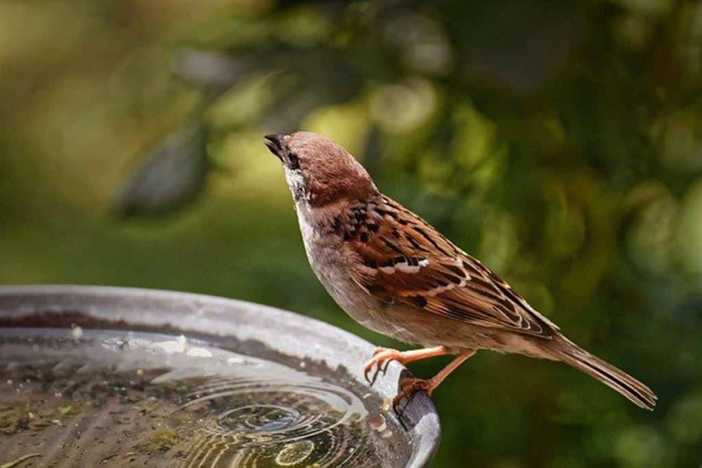 oiseau chaleur et canicule