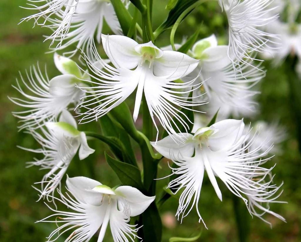 orchidee-colombe