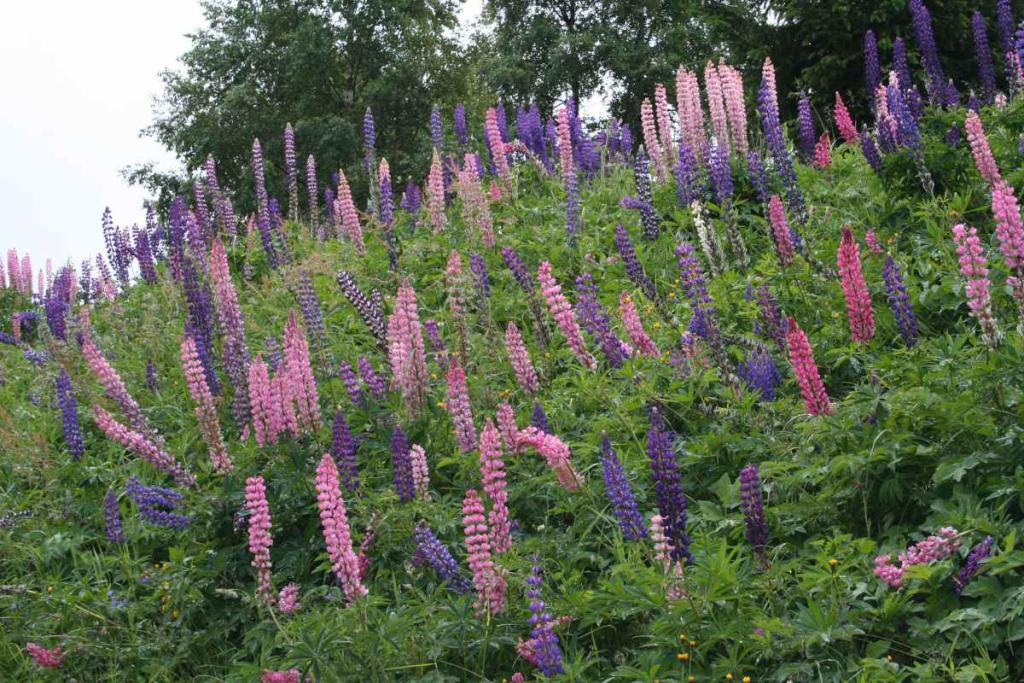 plantes fertilisantes engrais