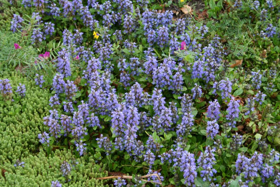 Bugle Ajuga reptans couvre-sol