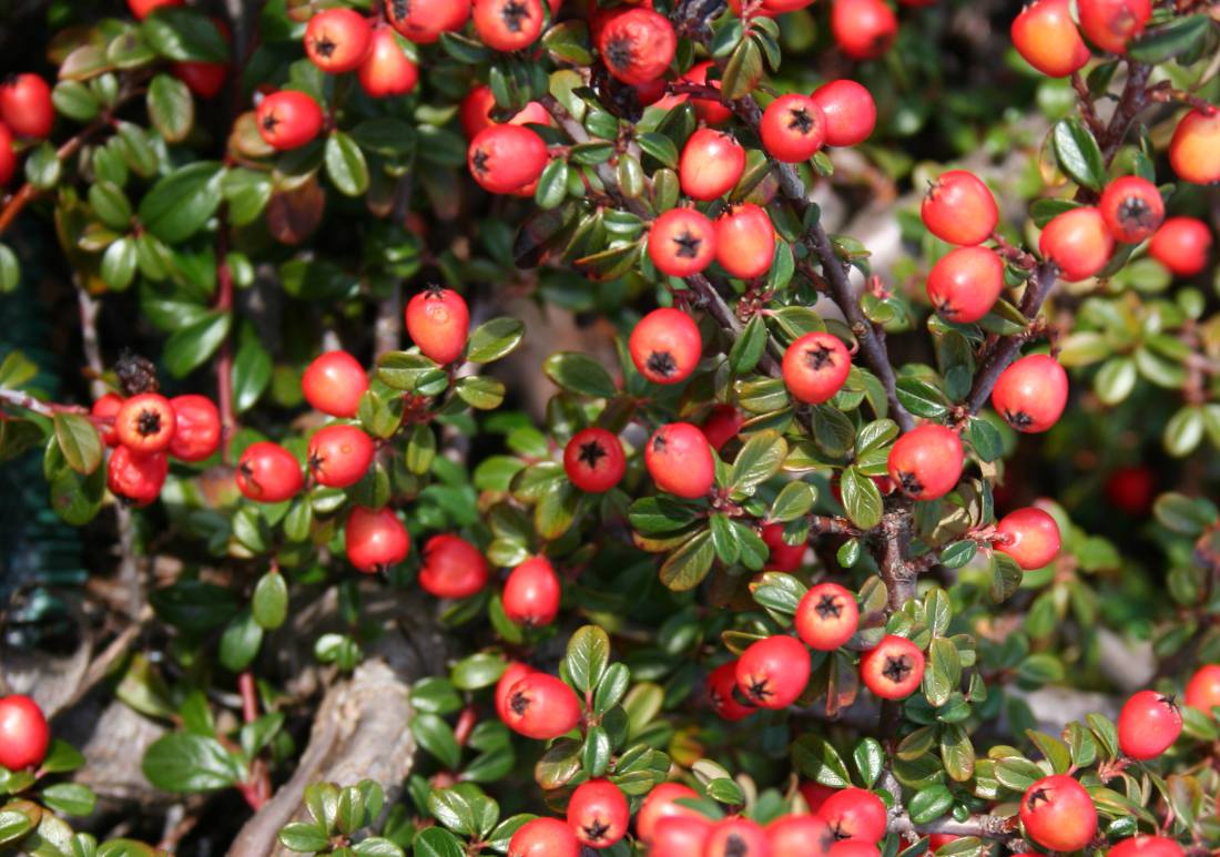 Cotoneaster horizontalis couvre-sol à baies
